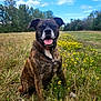 dog, brindle, tongue_out, sitting, meadow, wildflowers, grass, outdoor, nature, sky, clouds, trees, happy, pet, canine, collar, fur, animal, summer, field