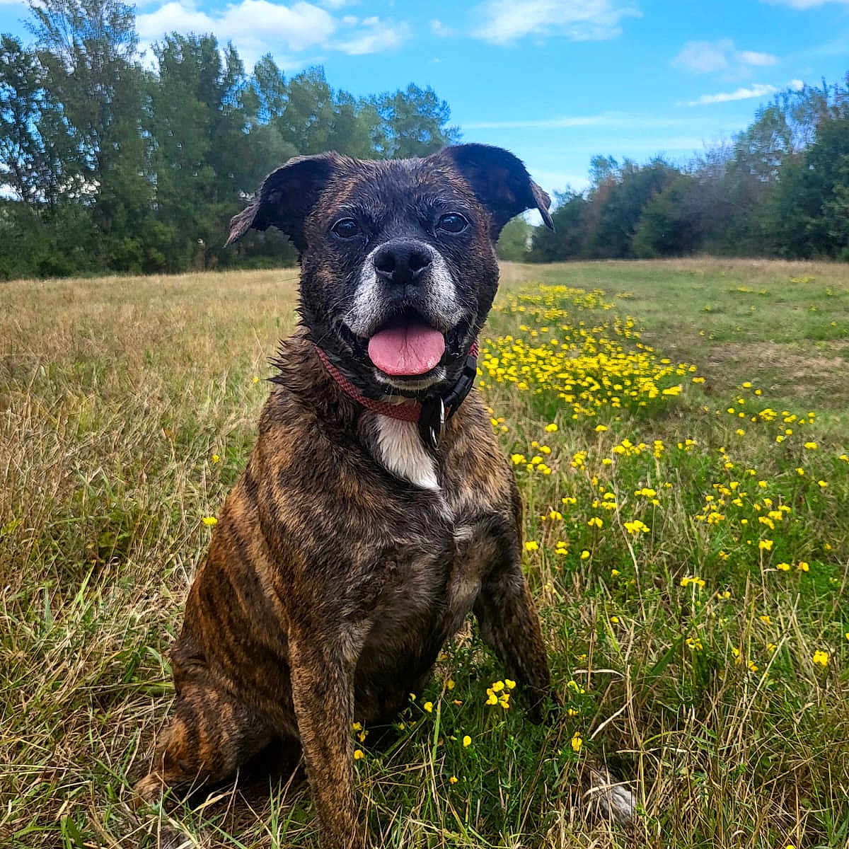 Oupette participe au concours pour gagner de l'argent avec cette photo : animal, brindle, canine, clouds, collar, dog, field, fur, grass, happy, meadow, nature, outdoor, pet, sitting, sky, summer, tongue_out, trees, wildflowers