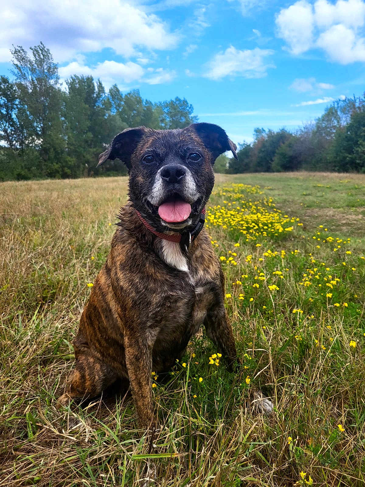 Oupette participe au concours pour gagner de l'argent avec cette photo : dog, brindle, tongue_out, sitting, meadow, wildflowers, grass, outdoor, nature, sky, clouds, trees, happy, pet, canine, collar, fur, animal, summer, field