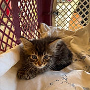 Tsuki a rejoint le concours — aidez-le/la à gagner de superbes lots ! kitten, cat, tabby, fur, animal, pet, cute, young, whiskers, eyes, blanket, basket, indoor, resting, soft, lattice, cage, feline, mammal, adorable