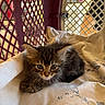 kitten, cat, tabby, fur, animal, pet, cute, young, whiskers, eyes, blanket, basket, indoor, resting, soft, lattice, cage, feline, mammal, adorable