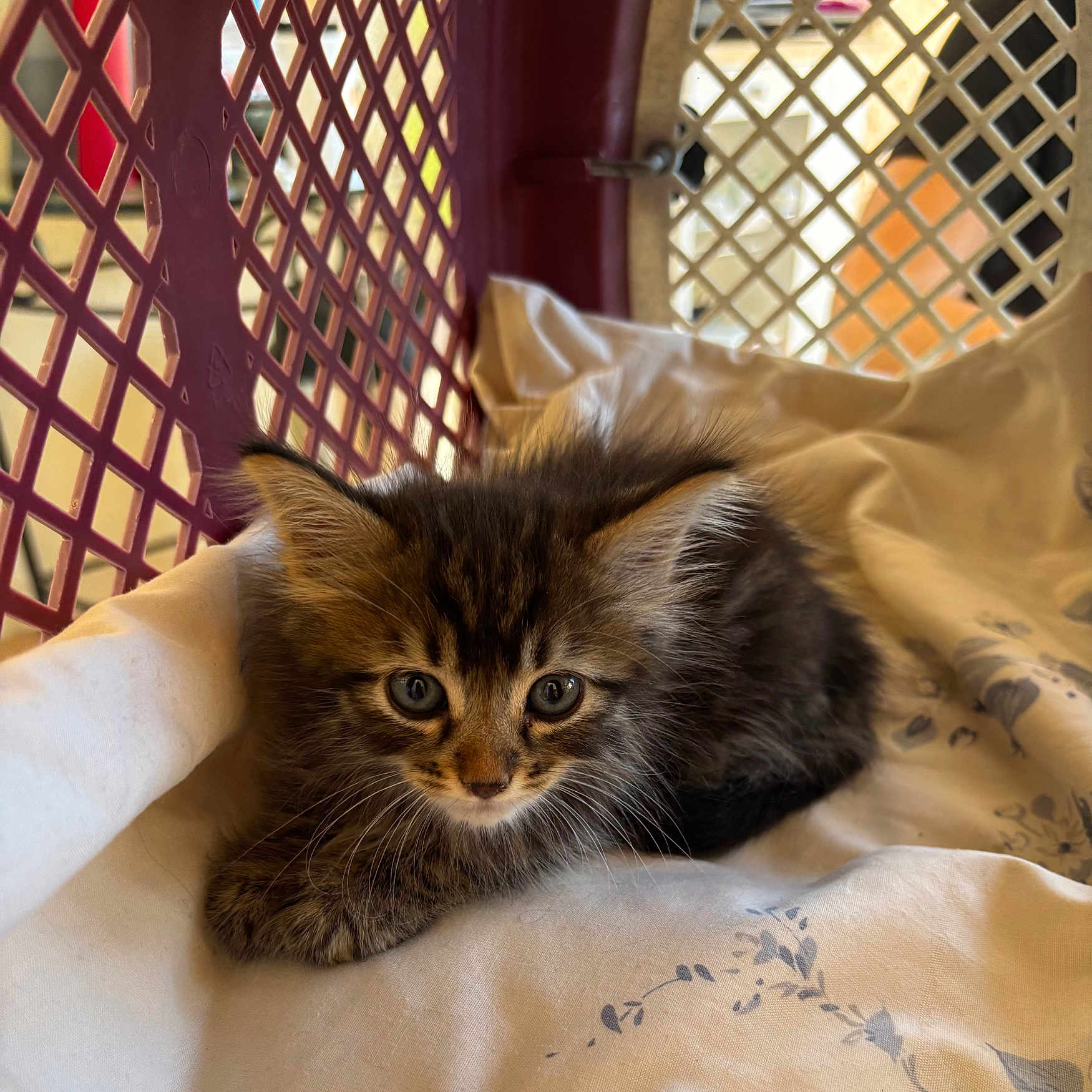 Tsuki a rejoint le concours — aidez-le/la à gagner de superbes lots ! kitten, cat, tabby, fur, animal, pet, cute, young, whiskers, eyes, blanket, basket, indoor, resting, soft, lattice, cage, feline, mammal, adorable