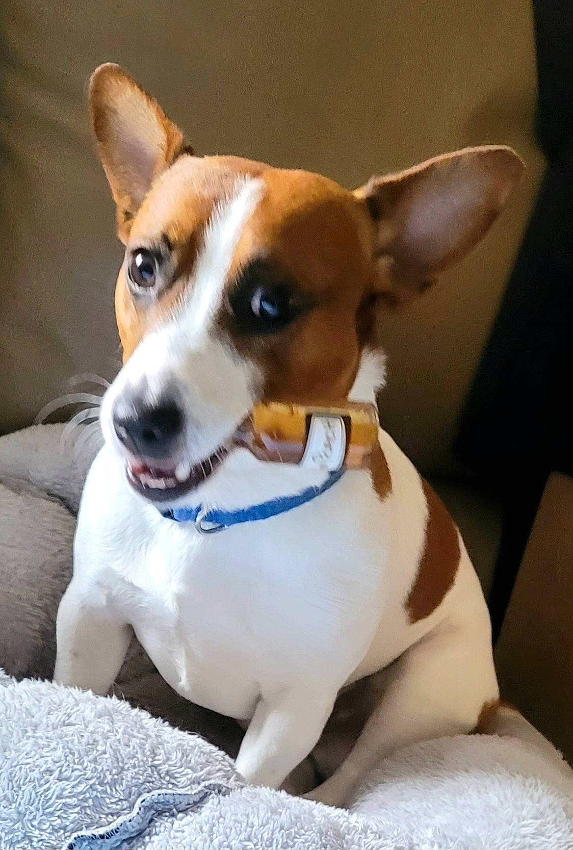 Johnny Cash is registered to the contest to win money with this photo: basenji, canidae, carnivore, collar, companion_dog, dog, dog_breed, dog_collar, dog_sports, dog_supply, fawn, fur, hound, irishjacks, puppy, sighthound, snout, sporting_group, terrier, whiskers