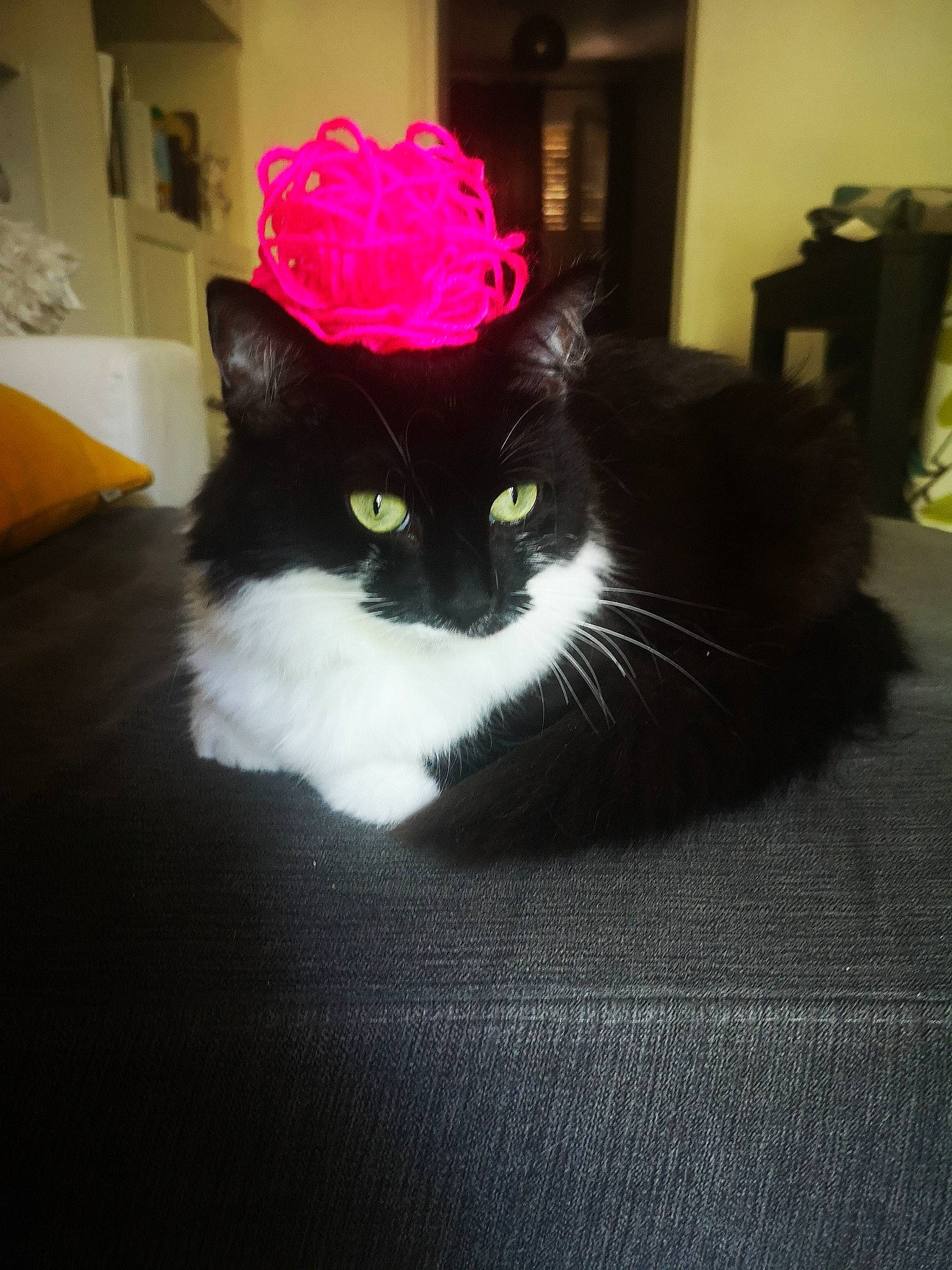 Nessie a rejoint le concours — aidez-le/la à gagner de superbes lots ! black, black_cat, carnivore, cat, ear, eye, felidae, flower, fur, kitten, pink, plant, small_to_medium_sized_cats, whiskers