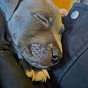 Ava participe au concours pour gagner de l'argent avec cette photo : puppy, sleeping, close_up, dog, fur, paw, claws, resting, cozy, cute, animal, pet, young, soft, face, nose, whiskers, relaxed, indoors, comfort
