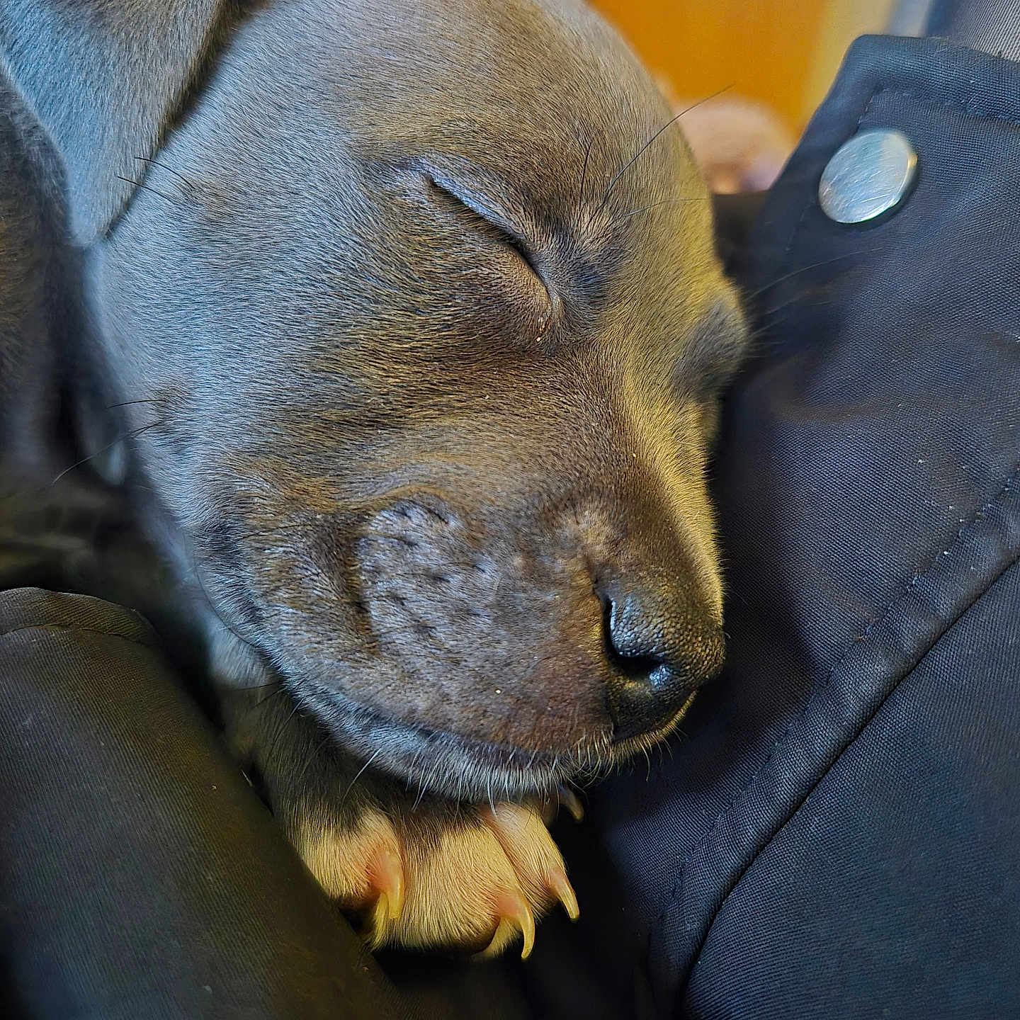 Ava participe au concours pour gagner de l'argent avec cette photo : animal, claws, close_up, comfort, cozy, cute, dog, face, fur, indoors, nose, paw, pet, puppy, relaxed, resting, sleeping, soft, whiskers, young