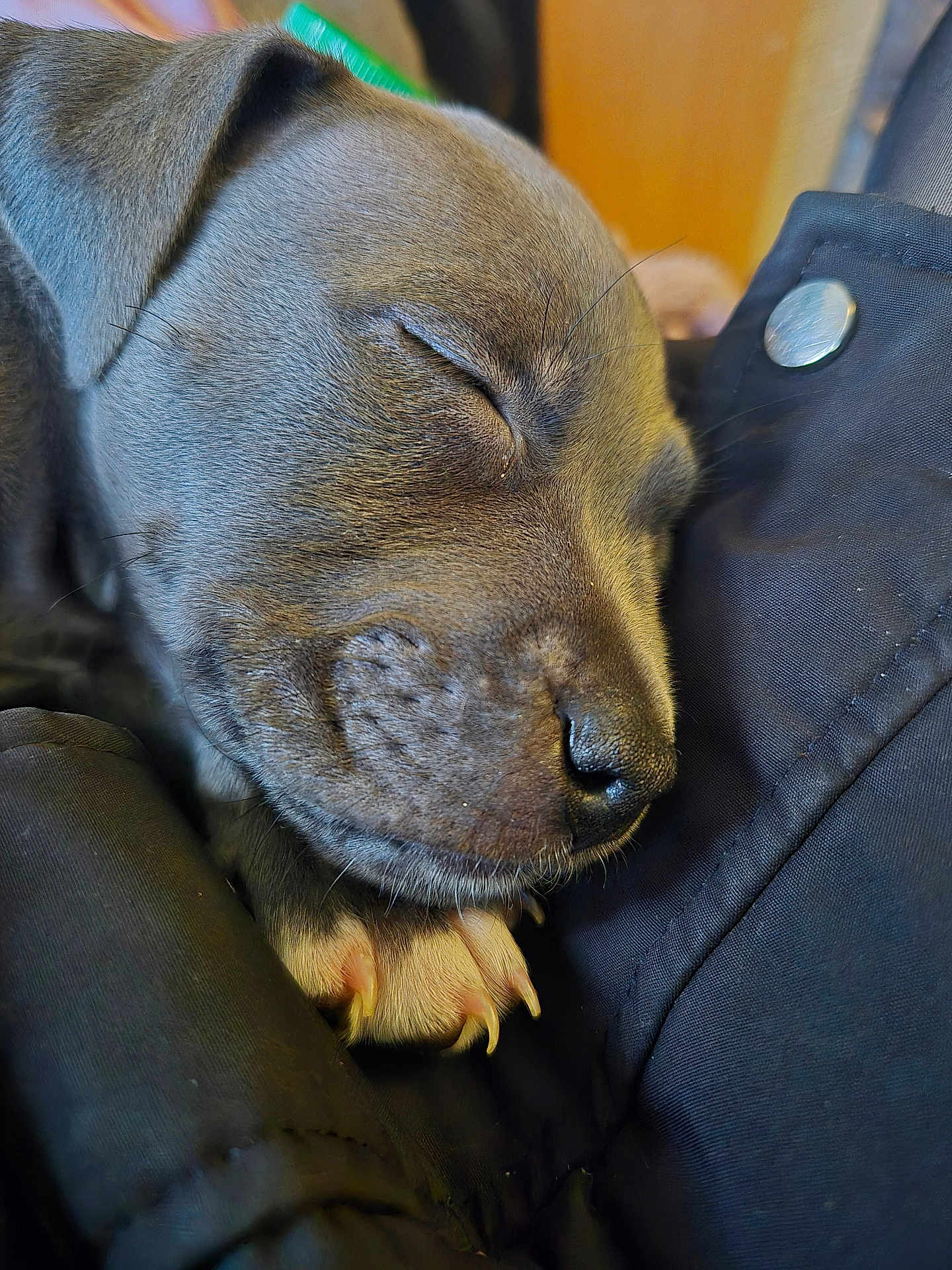 Ava participe au concours pour gagner de l'argent avec cette photo : puppy, sleeping, close_up, dog, fur, paw, claws, resting, cozy, cute, animal, pet, young, soft, face, nose, whiskers, relaxed, indoors, comfort