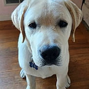 Niles joined the competition — help win amazing prizes! dog, puppy, labrador, indoor, wooden_floor, pet, animal, cute, close_up, young_dog, sitting, looking_up, ears, fur, nose, collar, domestic_animal, companion, adorable, friendly
