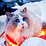 animal, blue_eyes, cat, close_up, cold, cute, festive, fluffy, holiday, lights, nature, outdoor, pet, portrait, red_scarf, snow, snowflakes, soft_fur, white, winter