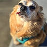 dog, small_dog, tongue_out, fluffy_fur, golden_fur, teal_harness, pet, outdoor, sunlight, close_up, cute, animal, canine, friendly, expression, portrait, blurry_background, fur_texture, adorable, looking_up