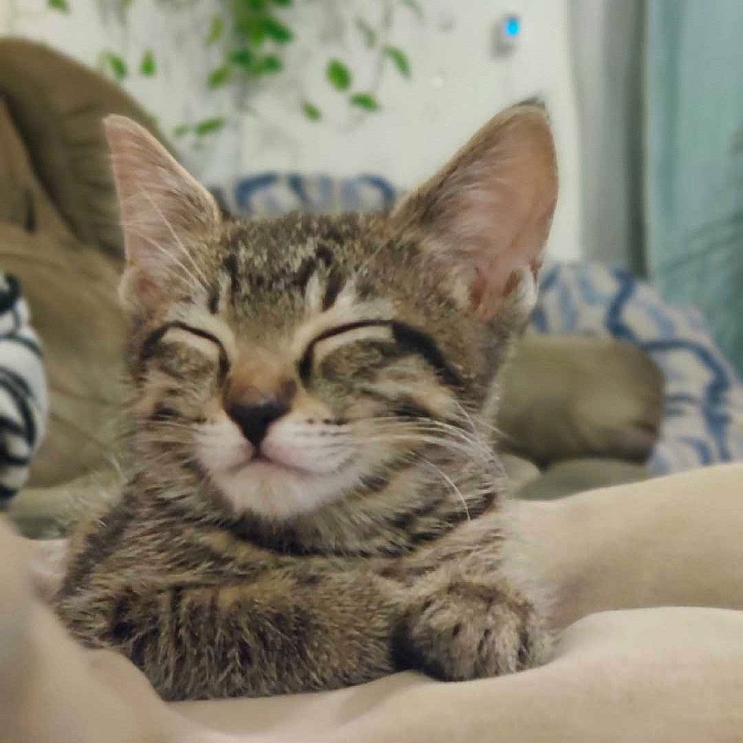 Luna joined the competition — help win amazing prizes! carnivore, cat, comfort, domestic_short_haired_cat, ear, felidae, fur, paw, small_to_medium_sized_cats, snout, terrestrial_animal, whiskers, wildlife