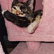Autumn is registered to the contest to win money with this photo: animal, cat, cat_condo, cozy, curious, cute, ears, feline, fur, indoor, kitten, paw, pet, pink, resting, small, soft, tortoiseshell, whiskers, young_cat