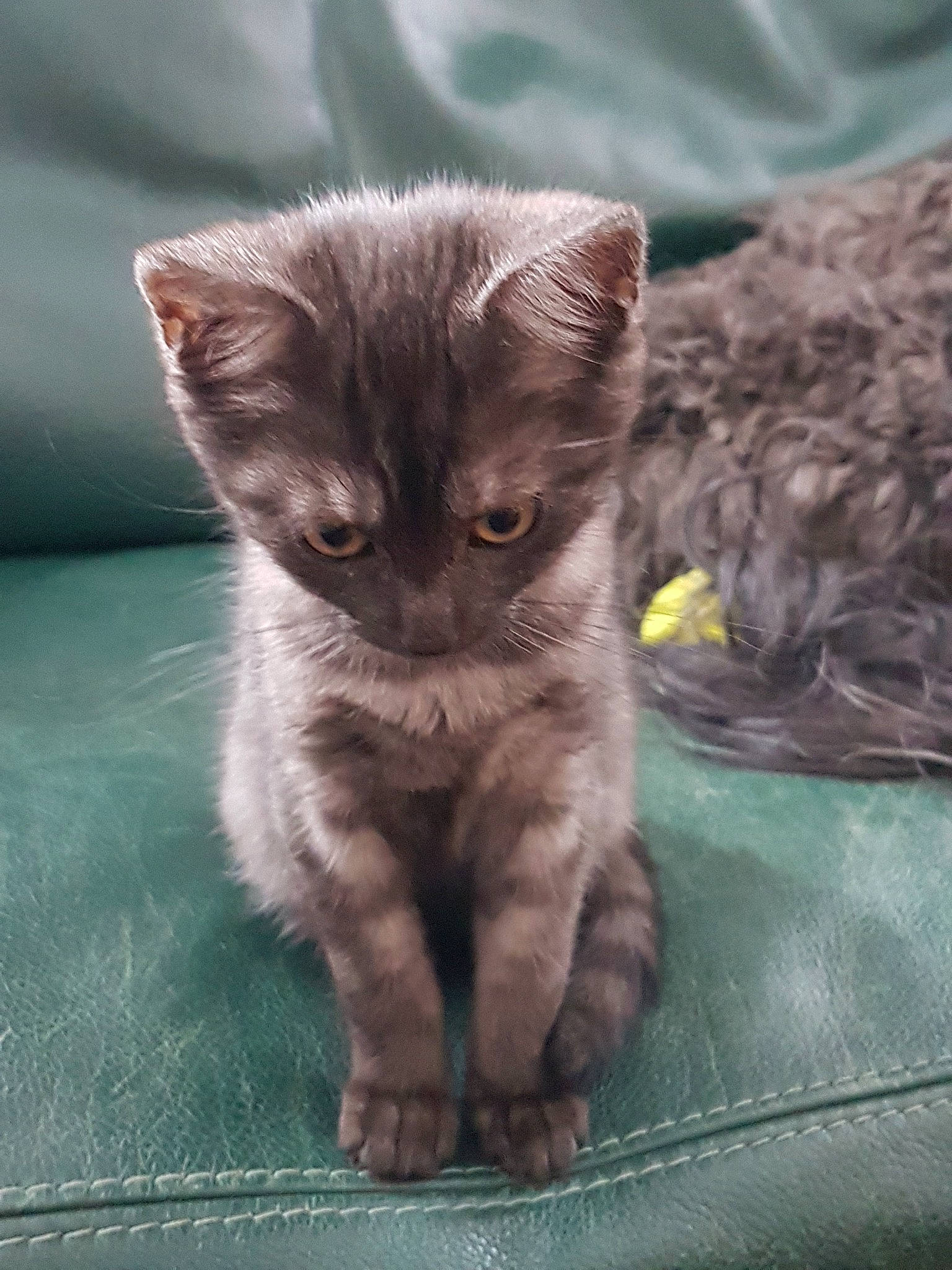 Pookie a rejoint le concours — aidez-le/la à gagner de superbes lots ! asian, australian_mist, british_semi_longhair, british_shorthair, carnivore, cat, chartreux, domestic_short_haired_cat, european_shorthair, fawn, felidae, kitten, korat, mammal, nebelung, pixie_bob, polydactyl_cat, small_to_medium_sized_cats, vertebrate, whiskers