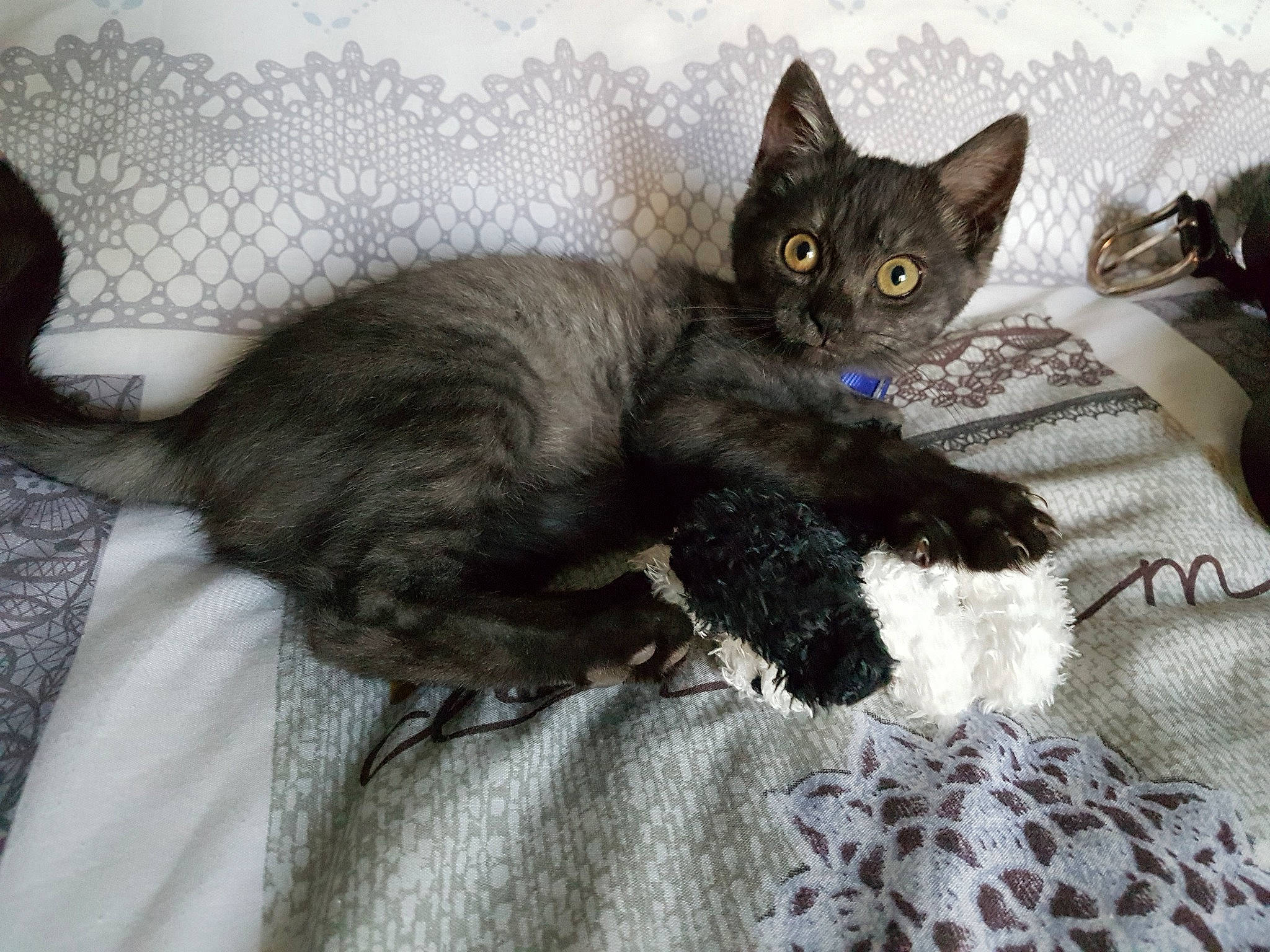 Pookie a rejoint le concours — aidez-le/la à gagner de superbes lots ! asian, black_cat, carnivore, cat, claw, domestic_short_haired_cat, dragon_li, european_shorthair, felidae, fur, german_rex, kitten, korat, mammal, oriental_longhair, rex_cat, russian_blue, small_to_medium_sized_cats, vertebrate, whiskers