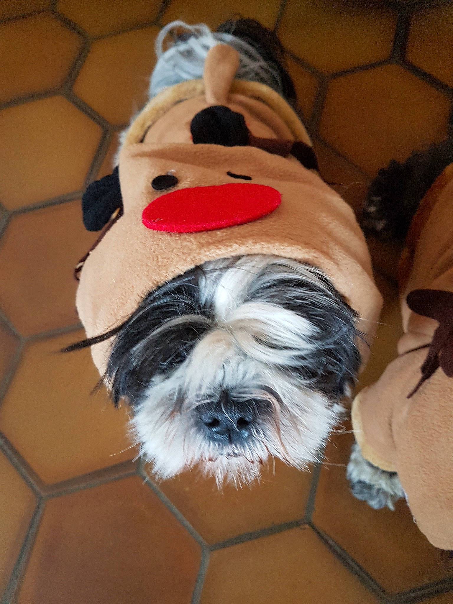 Naya participe au concours pour gagner de l'argent avec cette photo : canidae, carnivore, chinese_imperial_dog, companion_dog, dog, dog_breed, dog_clothes, havanese, lhasa_apso, lowchen, non_sporting_group, petit_basset_griffon_vendeen, polish_lowland_sheepdog, rare_breed_dog, shih_tzu, snout, sporting_group, tibetan_terrier, toy_dog