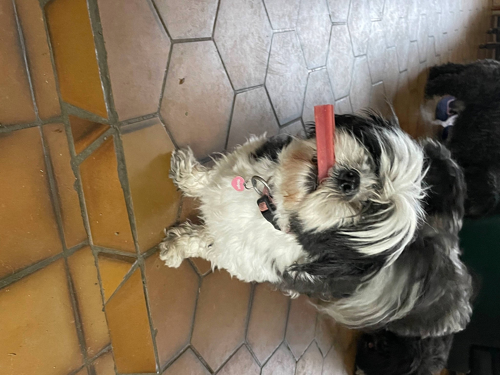 Naya participe au concours pour gagner de l'argent avec cette photo : animal_shelter, canidae, carnivore, companion_dog, dog, dog_breed, dog_crate, dog_supply, fawn, felidae, fur, mesh, pet_supply, schnauzer, small_terrier, snout, sporting_group, tail, terrier, toy_dog