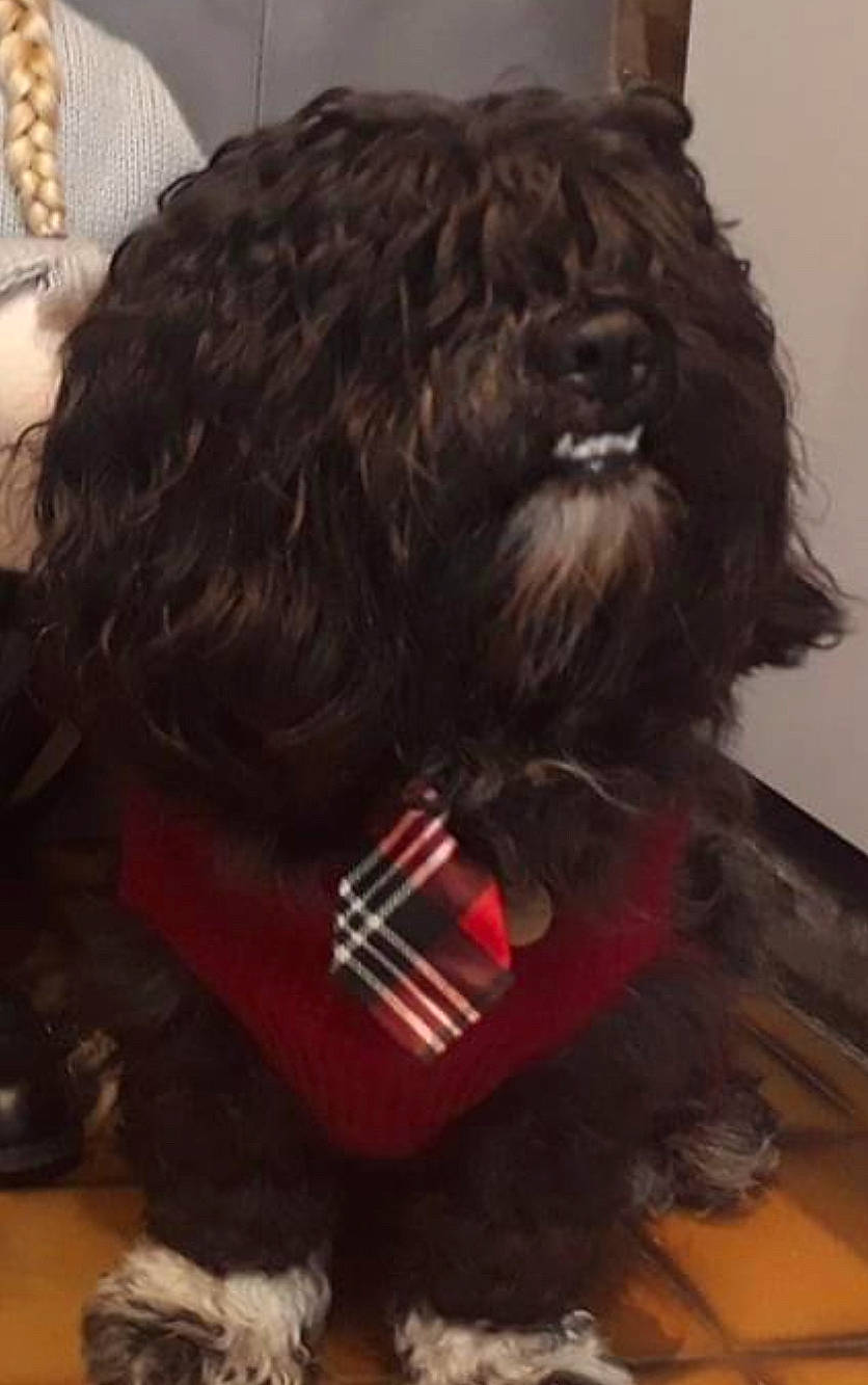 Mister participe au concours pour gagner de l'argent avec cette photo : canidae, carnivore, companion_dog, dog, dog_breed, dog_supply, fur, liver, non_sporting_group, small_terrier, snout, sporting_group, tail, terrier, toy_dog, water_dog, wood, working_animal