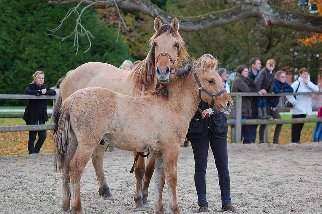 Vista a rejoint le concours — aidez-le/la à gagner de superbes lots ! colt, fawn, foal, horse, horse_supplies, livestock, mammal, mane, mare, mustang_horse, pack_animal, stallion, vertebrate