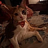 animal, bed, bedroom, bedspread, bow_tie, cat, feline, floral_pattern, fur, green_eyes, indoors, low_light, lying_down, orange_cat, pet, pointed_ears, portrait, relaxed, whiskers, white_cat
