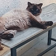 Polux a rejoint le concours — aidez-le/la à gagner de superbes lots ! cat, fluffy, bench, wooden, relaxed, animal, pet, indoor, fur, face, blue_eyes, resting, portrait, texture, wall, paw, table, feline, laying, domestic