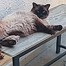 cat, fluffy, bench, wooden, relaxed, animal, pet, indoor, fur, face, blue_eyes, resting, portrait, texture, wall, paw, table, feline, laying, domestic