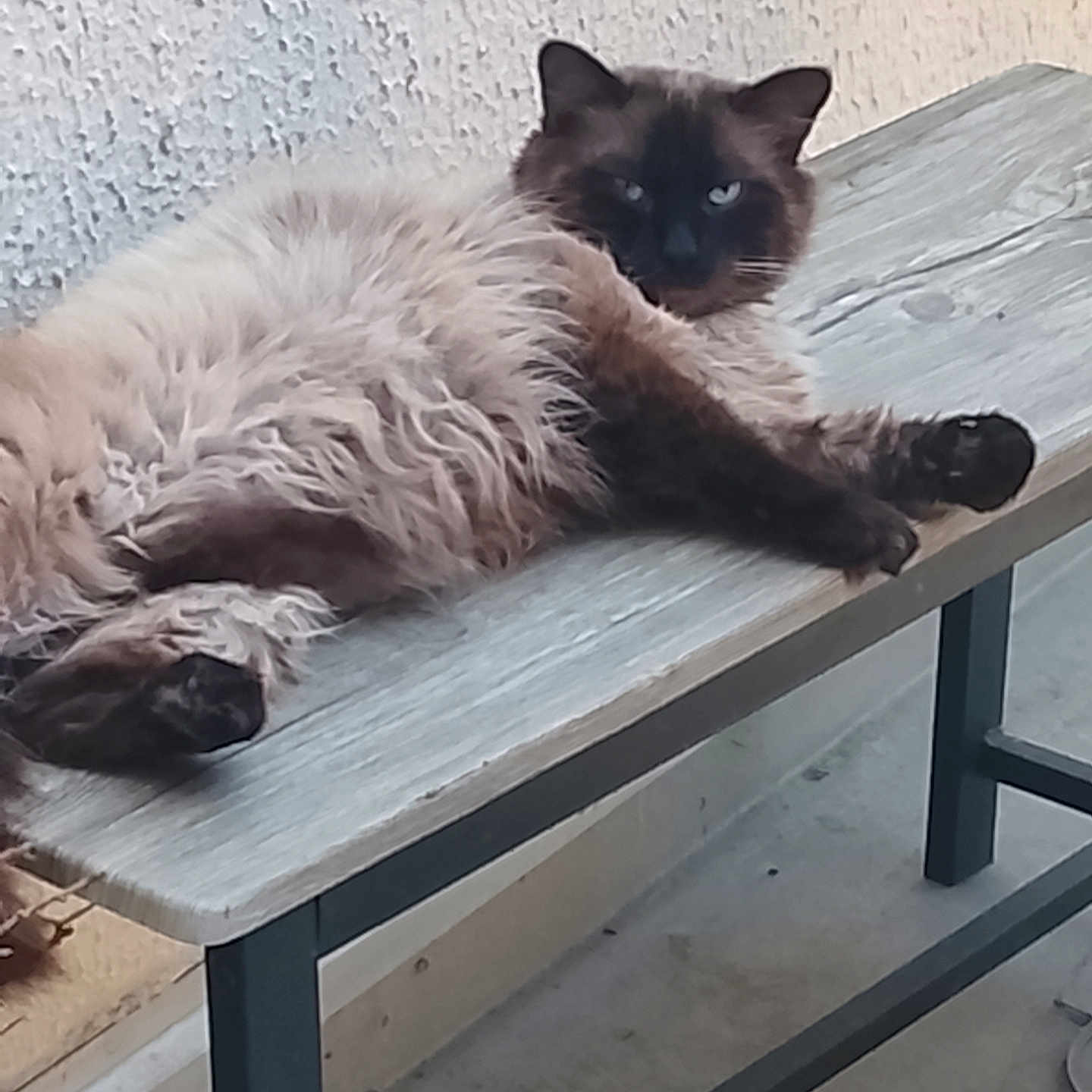 Polux