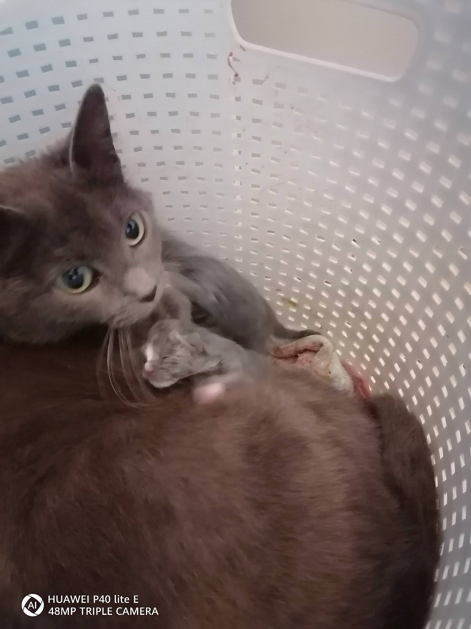 Macha participe au concours pour gagner de l'argent avec cette photo : black_cat, carnivore, cat, comfort, domestic_short_haired_cat, ear, felidae, fur, grey, liver, mammal, paw, russian_blue, small_to_medium_sized_cats, snout, tail, terrestrial_animal, whiskers