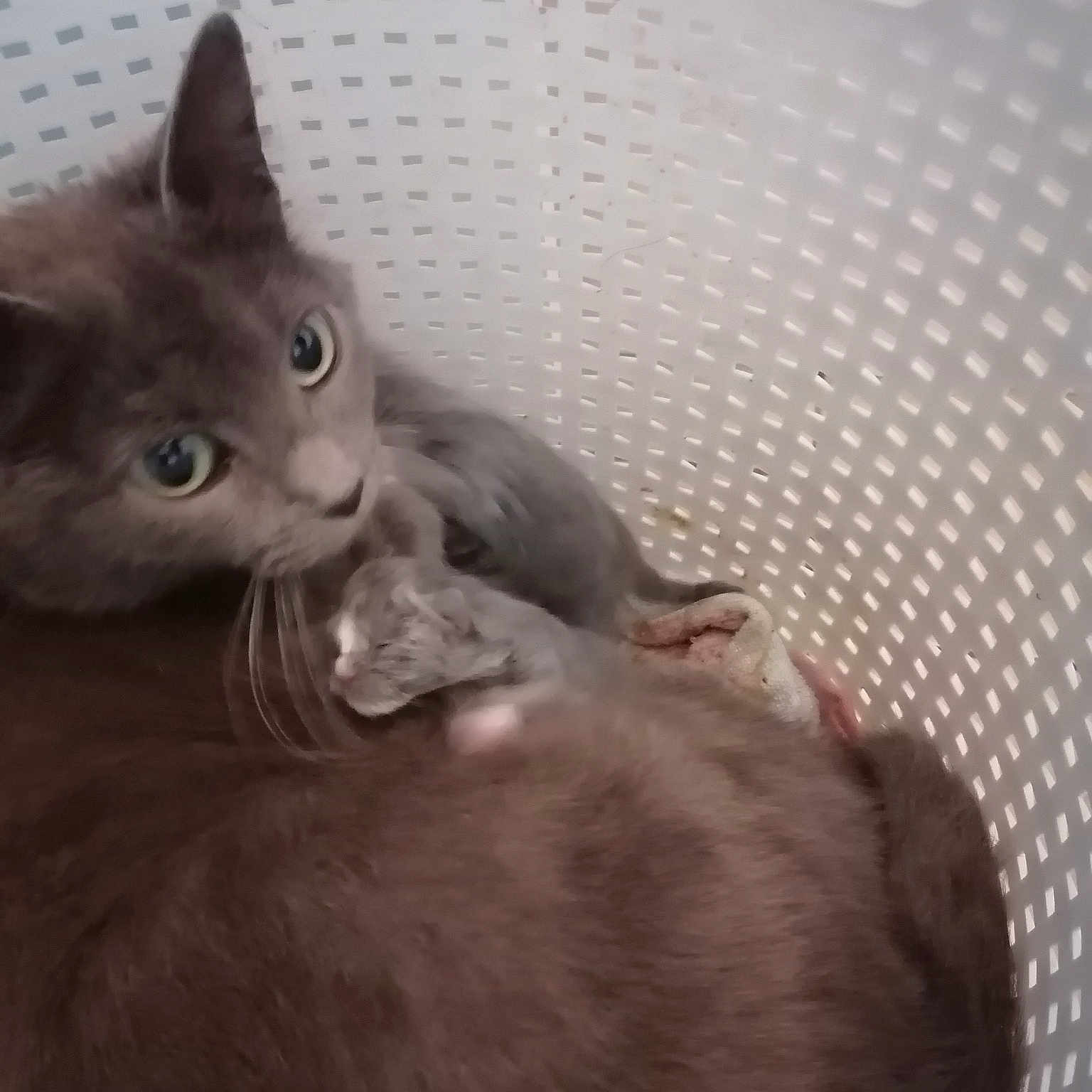 Macha