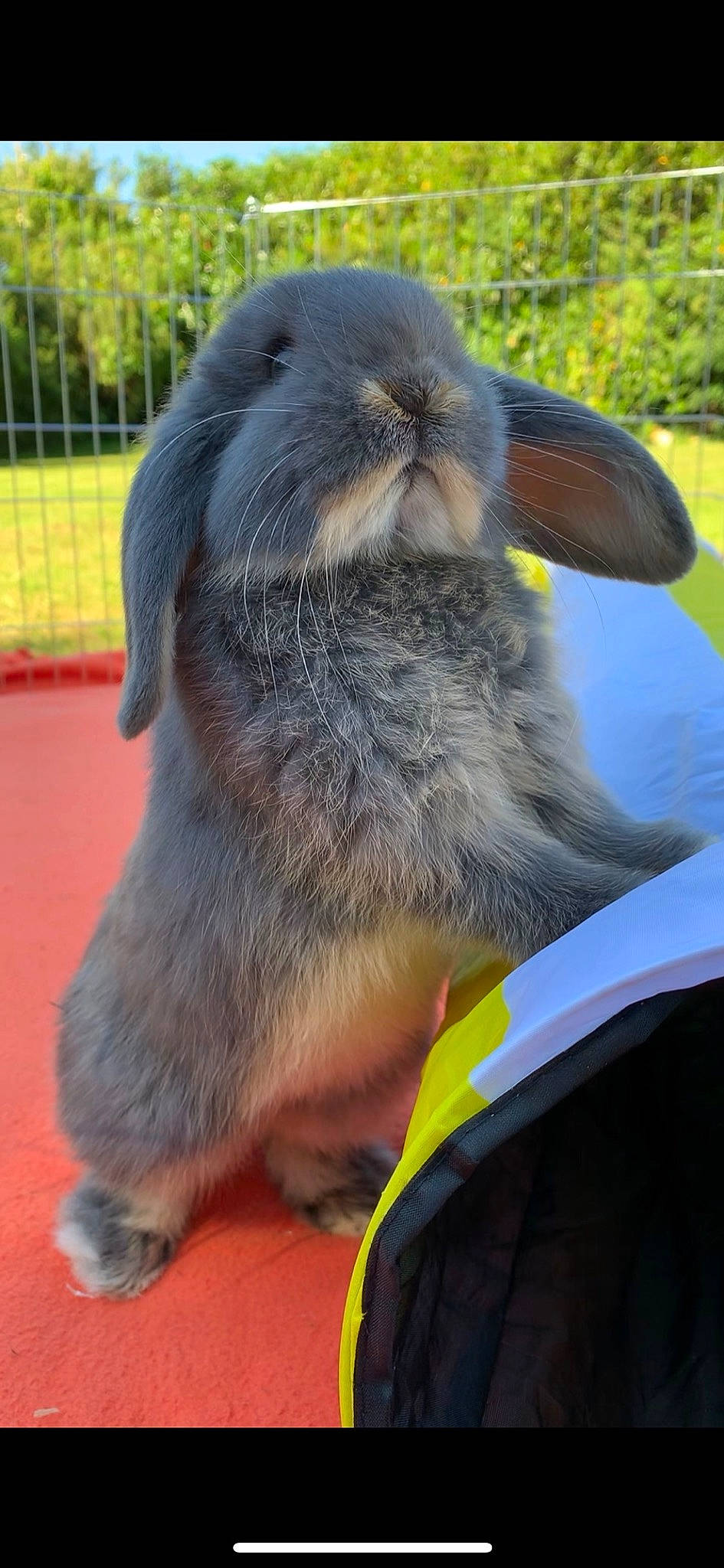 Plume participe au concours pour gagner de l'argent avec cette photo : domestic_rabbit, hare, mammal, rabbit, rabbits_and_hares, snout, vertebrate