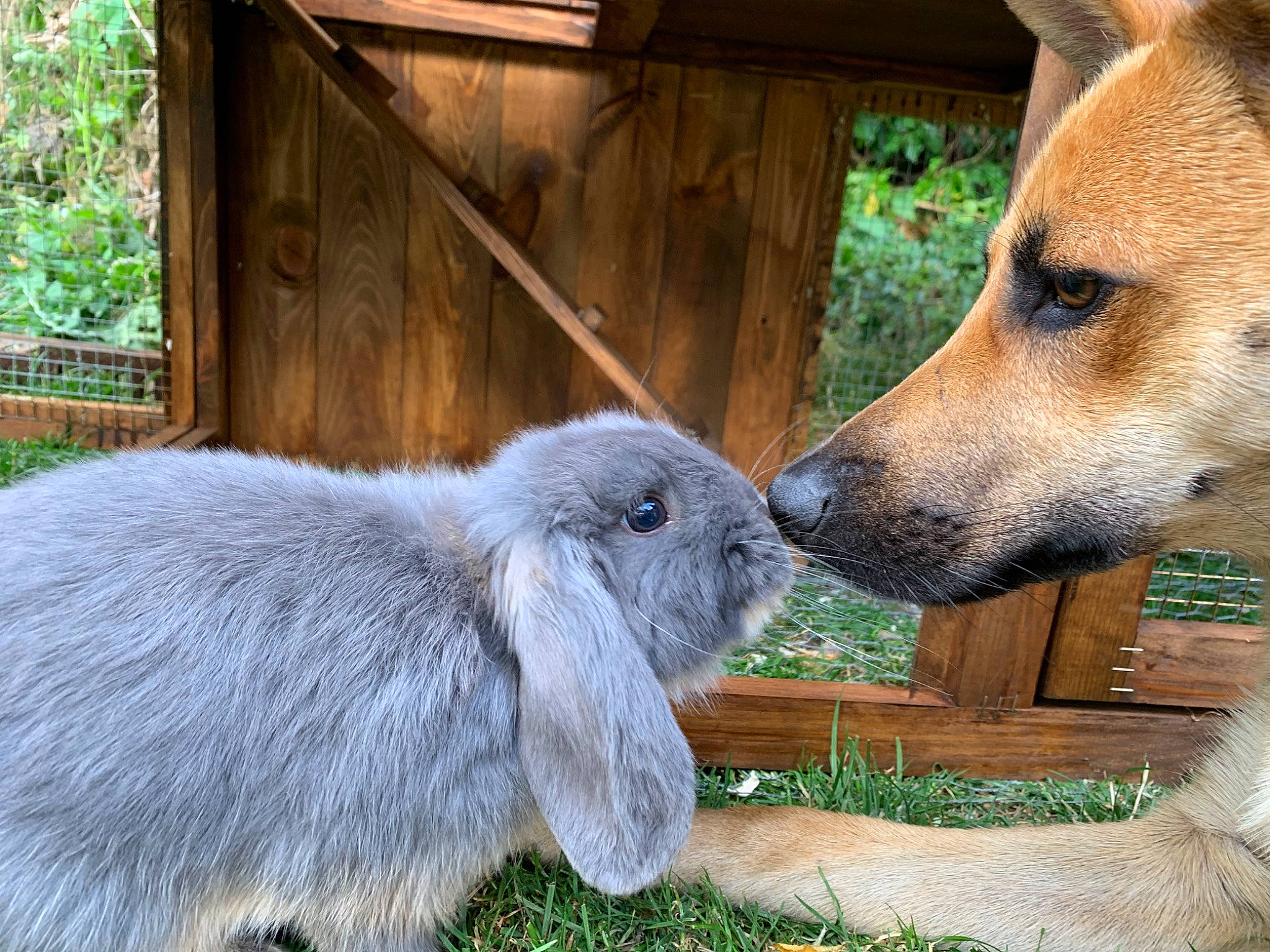 Plume a rejoint le concours — aidez-le/la à gagner de superbes lots ! canidae, carnivore, dog, dog_breed, domestic_rabbit, fawn, grass, mammal, rabbit, snout, vertebrate
