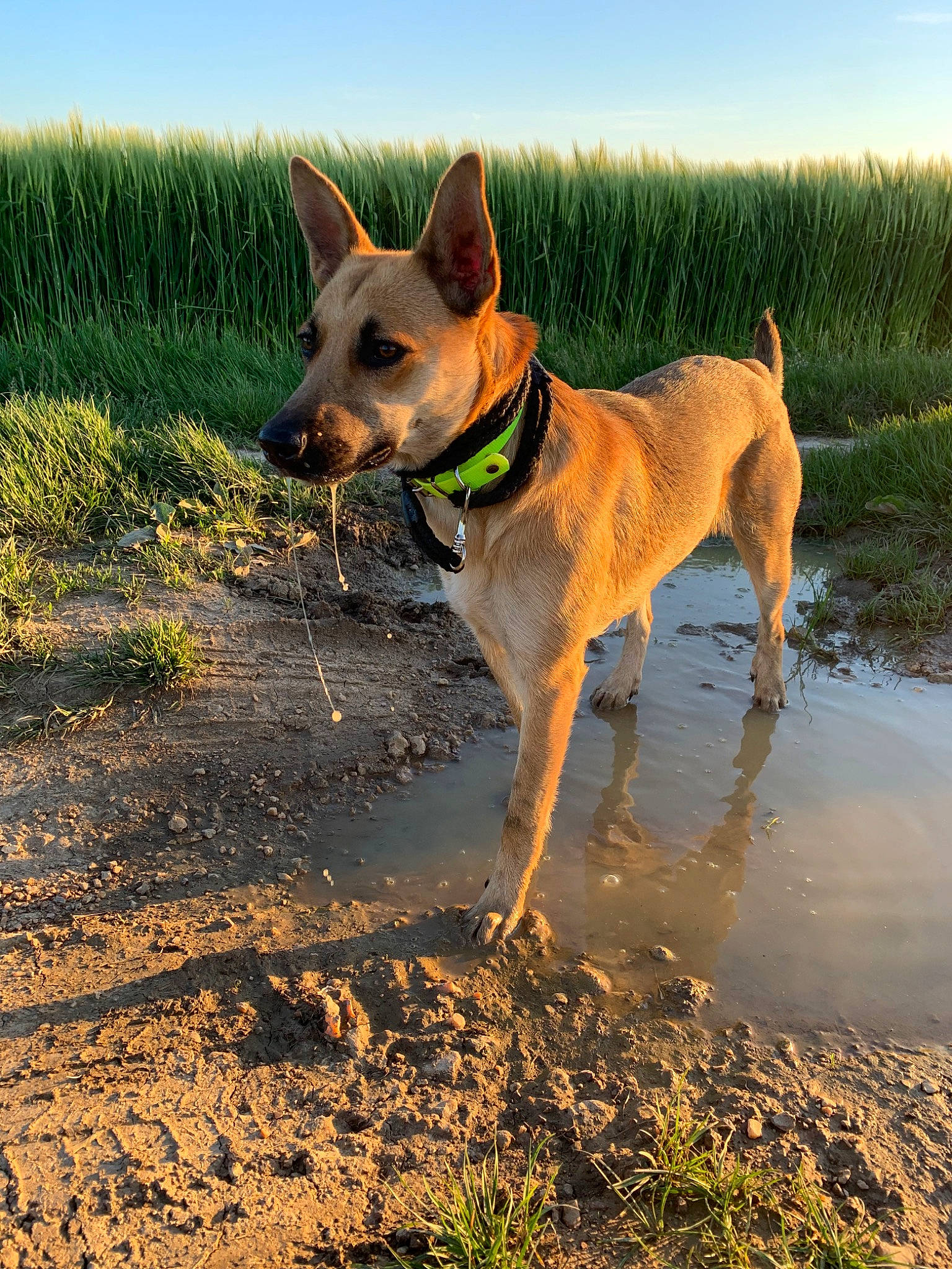 Laly a rejoint le concours — aidez-le/la à gagner de superbes lots ! africanis, canidae, carnivore, carolina_dog, companion_dog, cretan_hound, dog, dog_breed, fawn, feist, hunting_dog, ibizan_hound, mammal, pariah_dog, rare_breed_dog, sporting_group, tail, vertebrate, working_dog