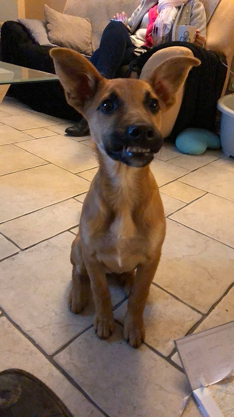 Laly a rejoint le concours — aidez-le/la à gagner de superbes lots ! aspin, black_mouth_cur, canidae, carnivore, companion_dog, dog, dog_breed, fawn, formosan_mountain_dog, mammal, pariah_dog, rare_breed_dog, snout, sporting_group, street_dog, thai_ridgeback, vertebrate