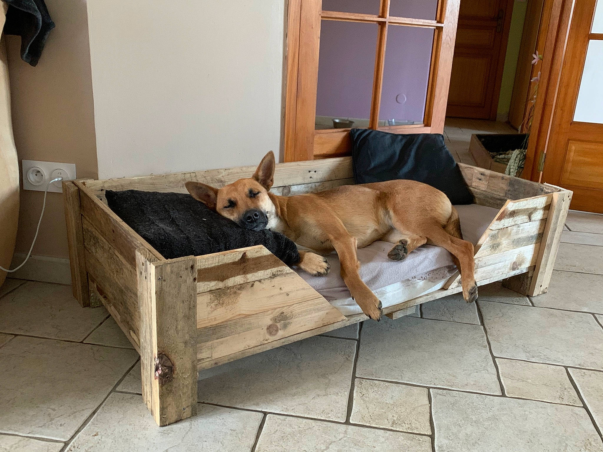 Laly participe au concours pour gagner de l'argent avec cette photo : canidae, carnivore, carolina_dog, couch, dog, dog_breed, doghouse, fawn, floor, furniture, house, table, wood