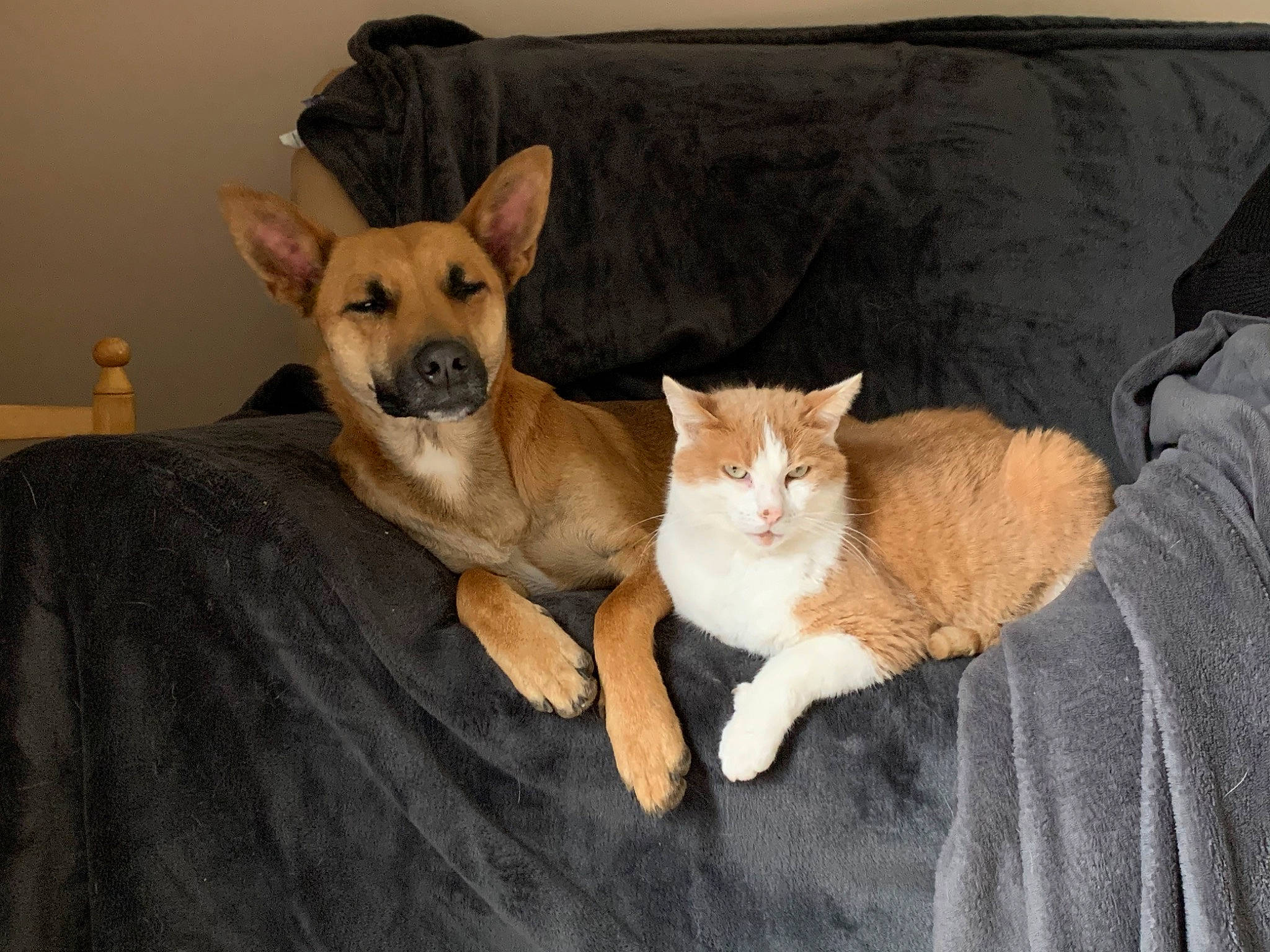 Laly a rejoint le concours — aidez-le/la à gagner de superbes lots ! canidae, carnivore, carolina_dog, cat, companion_dog, dog, dog_breed, fawn, felidae, kitten, mammal, paw, small_to_medium_sized_cats, snout, tail, vertebrate, whiskers