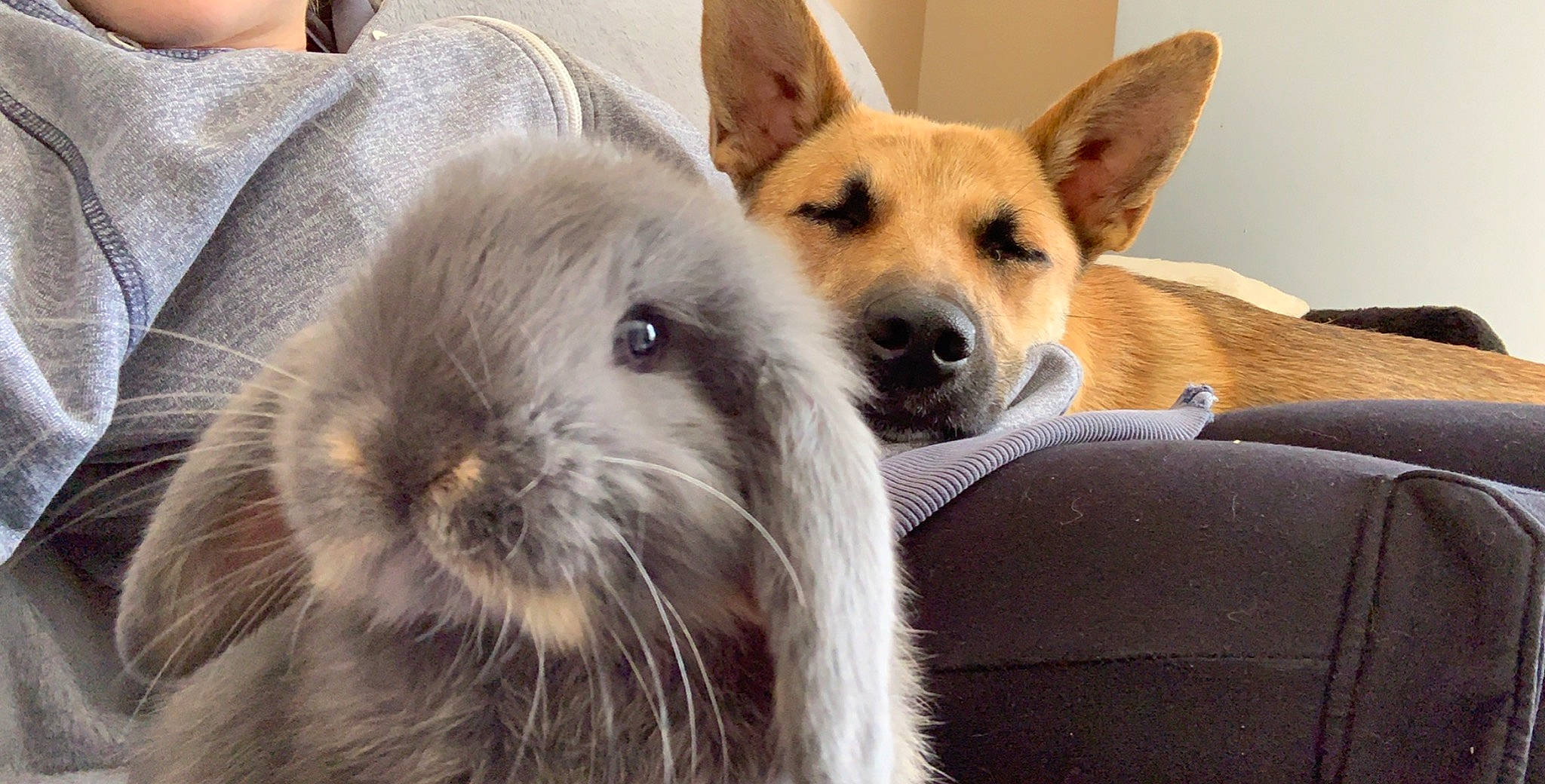 Laly a rejoint le concours — aidez-le/la à gagner de superbes lots ! canidae, carnivore, companion_dog, dog, dog_breed, domestic_rabbit, ear, fawn, mammal, norwegian_buhund, pembroke_welsh_corgi, rabbit, rabbits_and_hares, snout, vertebrate, welsh_corgi, whiskers