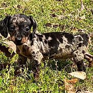 Gg joined the competition — help win amazing prizes! puppy, dog, dachshund, grass, leaf, outdoor, animal, pet, young, nature, sunlight, brown, black, spotted, cute, small, mammal, playful, canine, curious