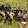 puppy, dog, dachshund, grass, leaf, outdoor, animal, pet, young, nature, sunlight, brown, black, spotted, cute, small, mammal, playful, canine, curious