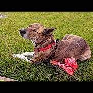 Tig is registered to the contest to win money with this photo: dog, grass, outdoor, leash, collar, brown_coat, pet, animal, canine, sunlight, relaxed, nature, field, resting, daylight, closeup, muzzle, ears, fur, peaceful