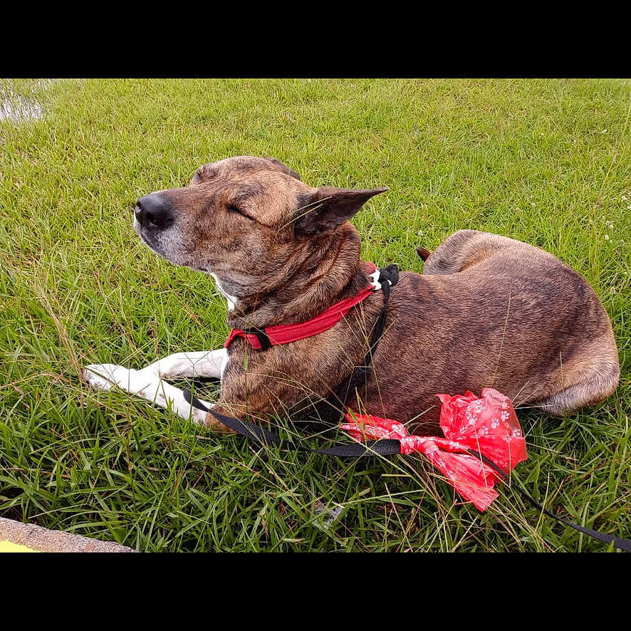Tig is registered to the contest to win money with this photo: dog, grass, outdoor, leash, collar, brown_coat, pet, animal, canine, sunlight, relaxed, nature, field, resting, daylight, closeup, muzzle, ears, fur, peaceful