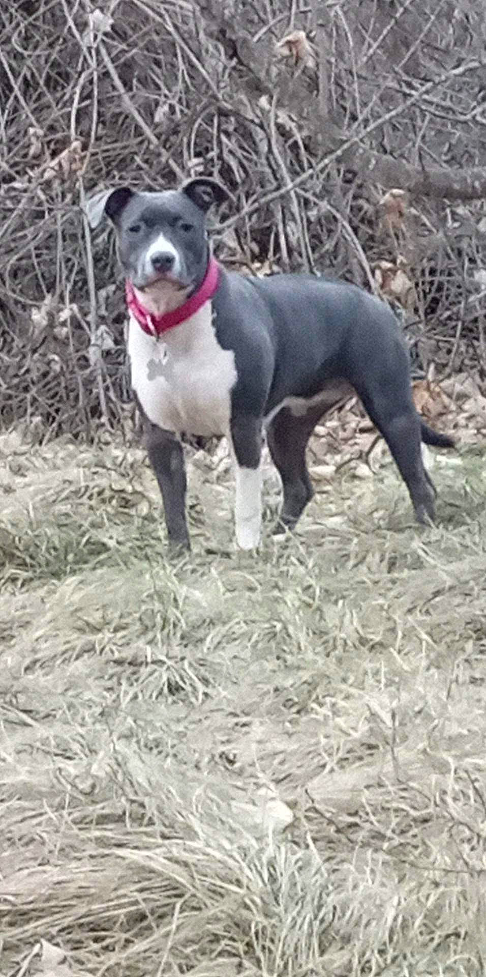 Akila a rejoint le concours — aidez-le/la à gagner de superbes lots ! canidae, carnivore, collar, companion_dog, dog, dog_breed, dog_collar, dog_supply, fawn, grass, liver, non_sporting_group, pet_supply, plant, snout, soil, sporting_group, tail, terrestrial_animal, working_animal