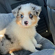 Aslan participe au concours pour gagner de l'argent avec cette photo : puppy, dog, australian_shepherd, blue_eyes, fluffy, car_seat, seatbelt, sunlight, pet, animal, cute, furry, indoor, transportation, vehicle_interior, comfort, pet_bed, seat, young, canine