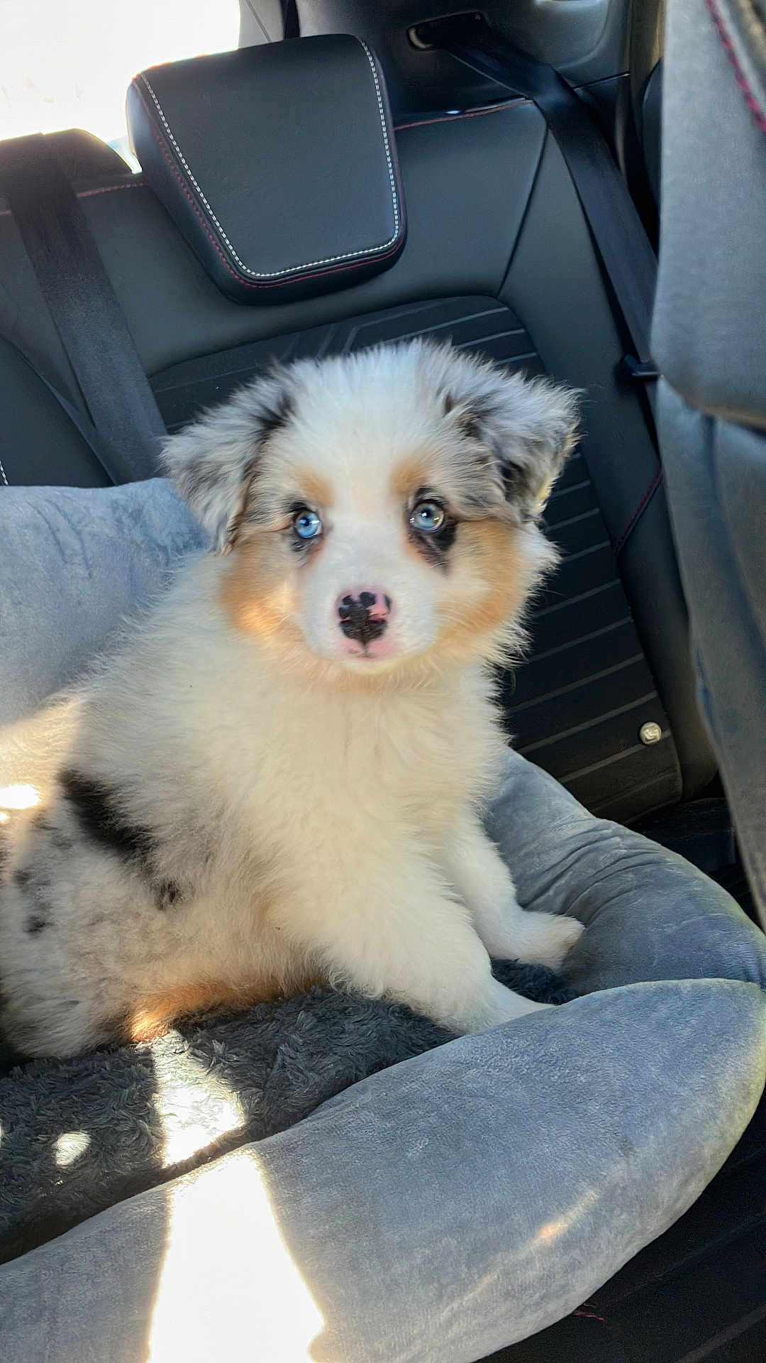 Aslan participe au concours pour gagner de l'argent avec cette photo : puppy, dog, australian_shepherd, blue_eyes, fluffy, car_seat, seatbelt, sunlight, pet, animal, cute, furry, indoor, transportation, vehicle_interior, comfort, pet_bed, seat, young, canine