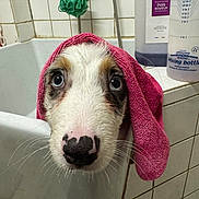 Aslan a rejoint le concours — aidez-le/la à gagner de superbes lots ! bathroom, bathtub, bottle, canine, cleaning, closeup, curious, cute, dog, eyes, face, fur, indoor, nose, pet, pink_towel, shower, tile, towel, wet