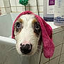 bathroom, bathtub, bottle, canine, cleaning, closeup, curious, cute, dog, eyes, face, fur, indoor, nose, pet, pink_towel, shower, tile, towel, wet
