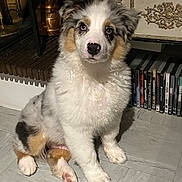 Aslan a rejoint le concours — aidez-le/la à gagner de superbes lots ! puppy, dog, indoor, sitting, blue_eyes, fluffy, white_fur, brown_fur, black_fur, tile_floor, home_decor, dvds, vintage, brass, cute, pet, animal, portrait, looking, floor