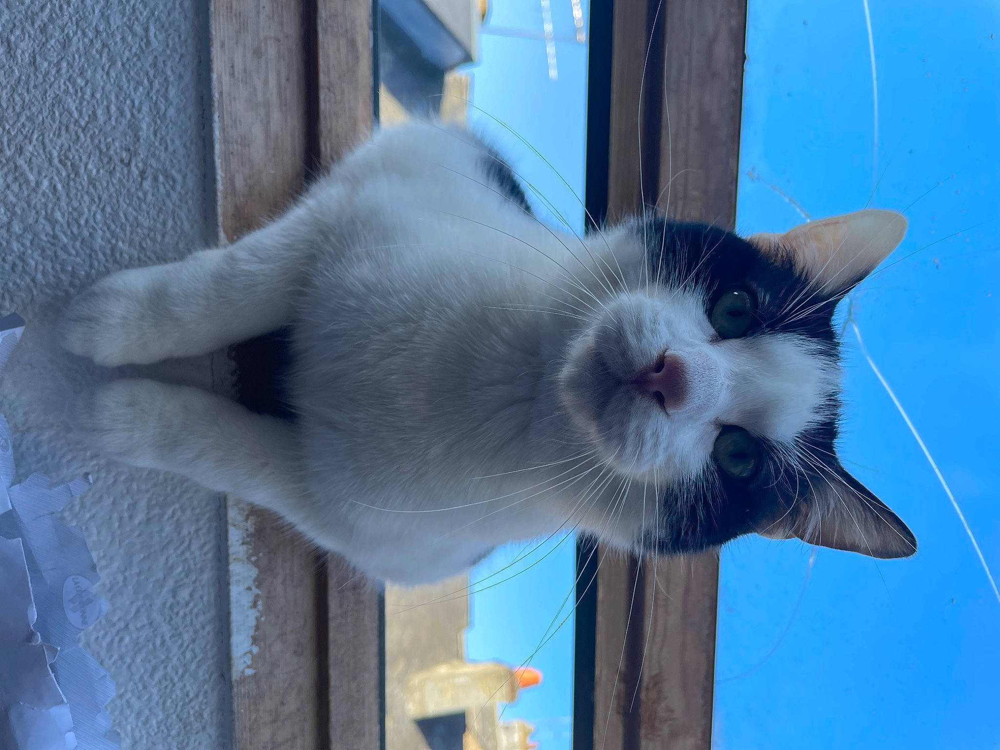 Beregond a rejoint le concours — aidez-le/la à gagner de superbes lots ! carnivore, cat, domestic_short_haired_cat, fawn, felidae, fur, grey, mammal, paw, plant, small_to_medium_sized_cats, snout, tail, terrestrial_animal, vertebrate, whiskers, window