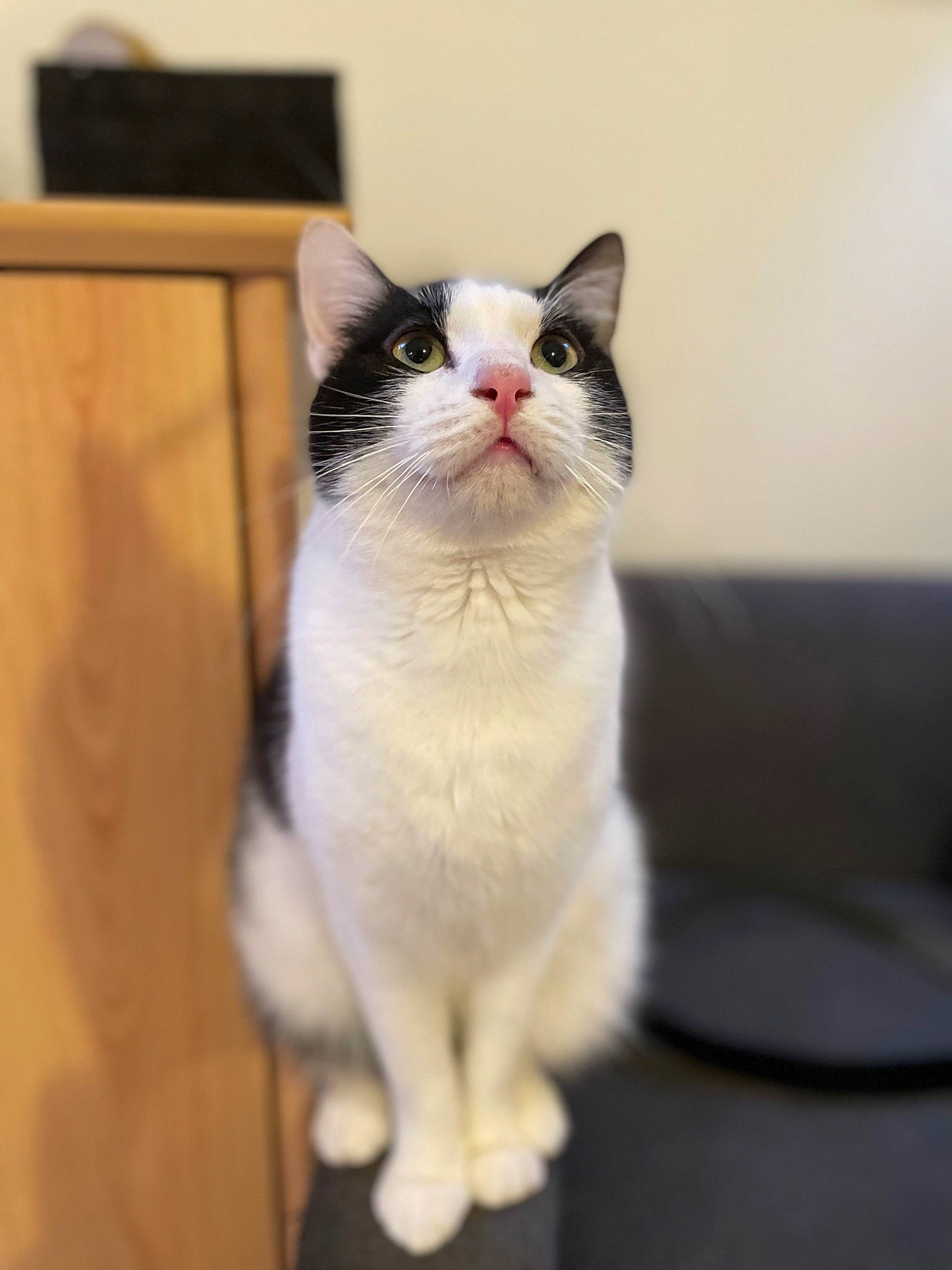 Beregond a rejoint le concours — aidez-le/la à gagner de superbes lots ! carnivore, cat, domestic_short_haired_cat, felidae, flooring, fur, hardwood, paw, small_to_medium_sized_cats, snout, tail, whiskers, window, wood