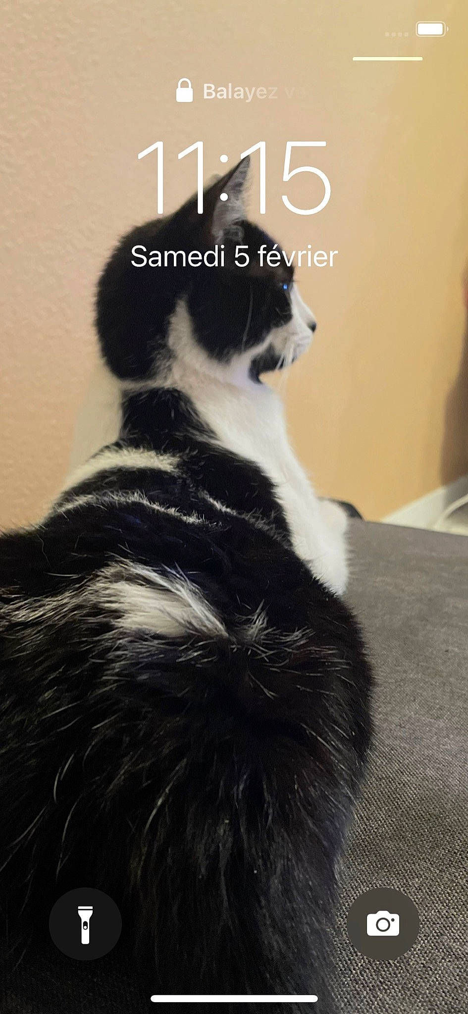 Ruby a rejoint le concours — aidez-le/la à gagner de superbes lots ! canidae, carnivore, cat, claw, comfort, companion_dog, dog_breed, felidae, font, formal_wear, fur, monochrome_photography, photo_caption, sitting, small_to_medium_sized_cats, snout, tail, terrestrial_animal, whiskers