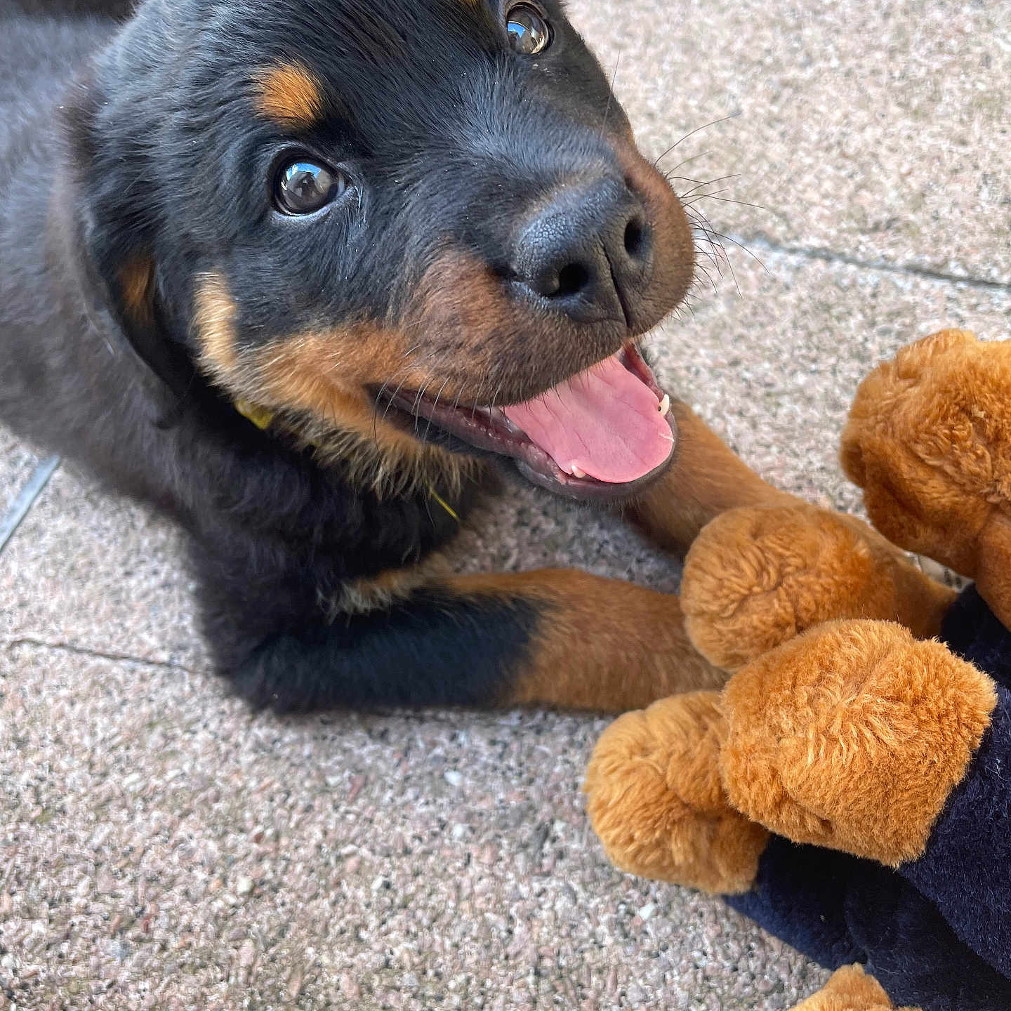 Sunny participe au concours pour gagner de l'argent avec cette photo : animal, beagle, bear, bodypart, canine, cockerspaniel, dog, face, head, hound, labradorretriever, mouth, person, pet, plush, puppy, snout, teddybear, terrier, toy