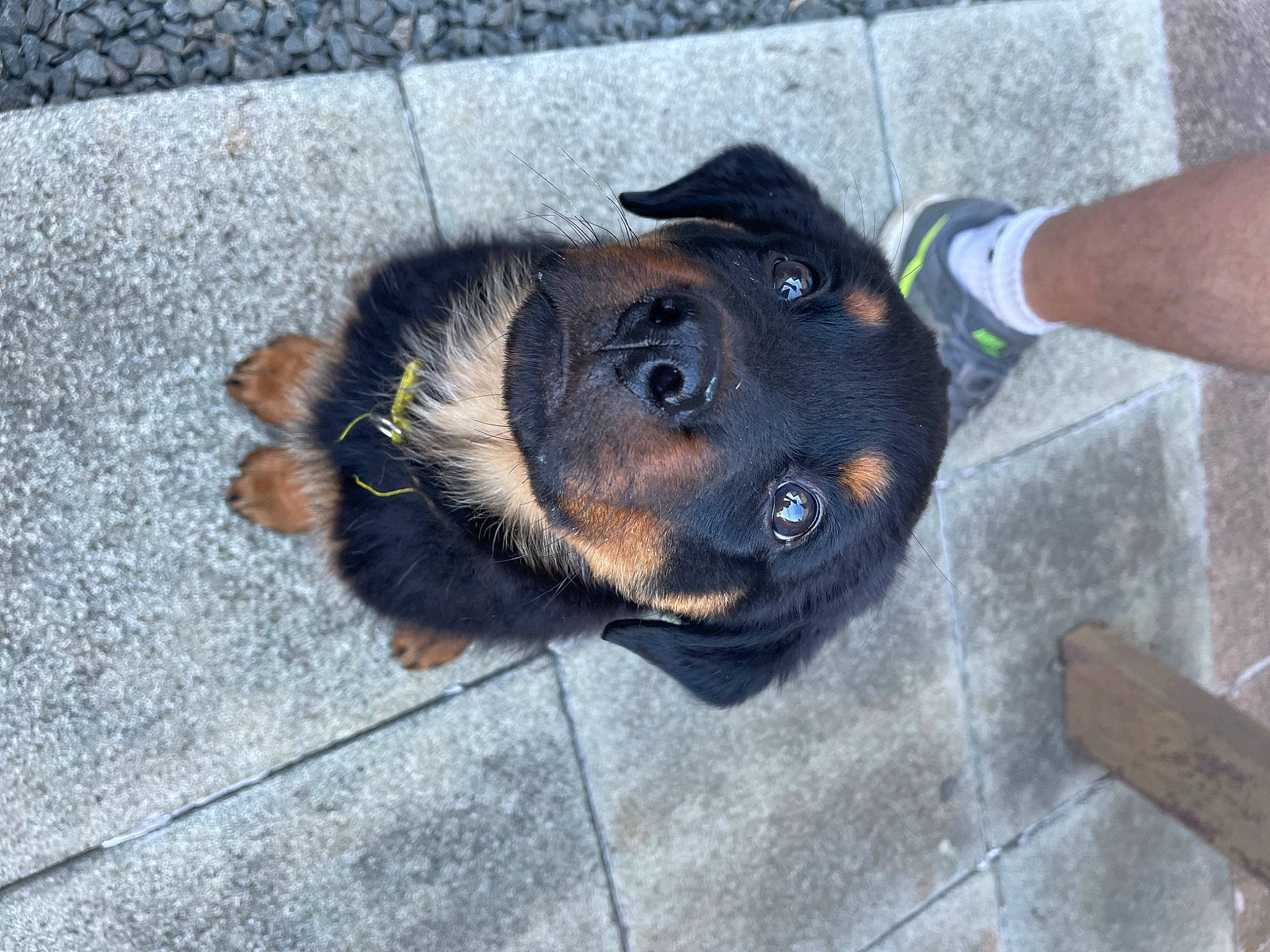 Sunny participe au concours pour gagner de l'argent avec cette photo : asphalt, canidae, carnivore, companion_dog, dog, dog_breed, fashion_accessory, fawn, flooring, fur, liver, paw, road_surface, snout, sporting_group, terrestrial_animal, watch, whiskers, working_animal, working_dog